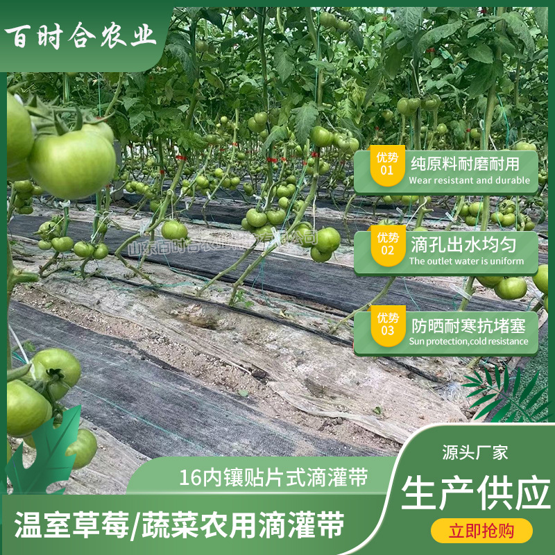 內鑲貼片式滴灌帶價格山東百時合農業(yè)科技有限公司